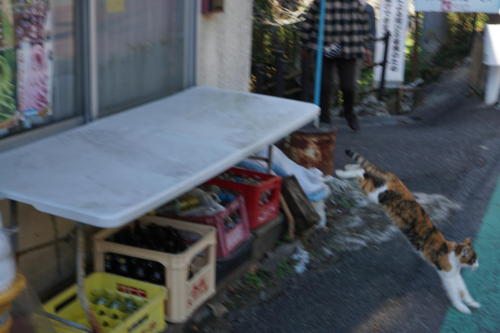 猫がいたので撮影するも、逃げられちゃいました