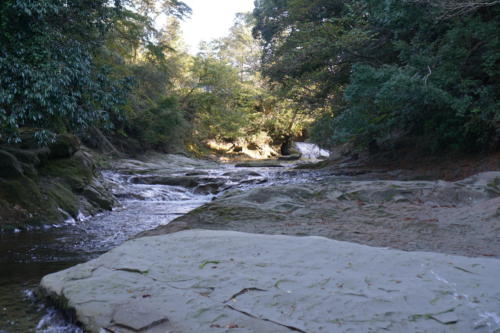 紅葉にはまだ早かったですね